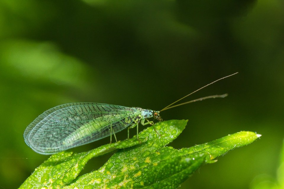 Lacewing against aphids