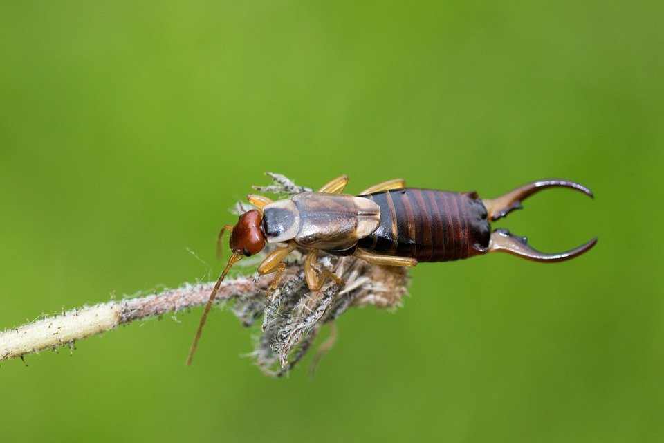 earwigs against aphids