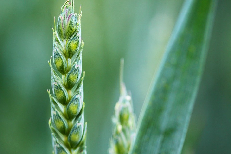 Aphids on crops