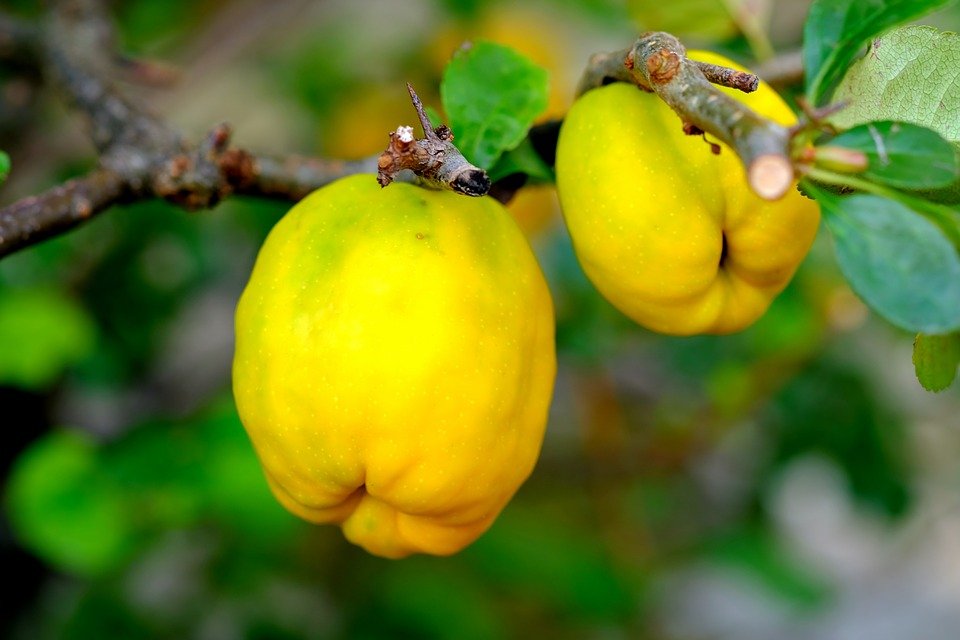 Aphids on quince