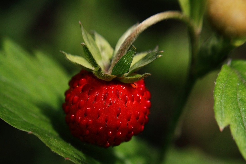 aphids on strawberries)